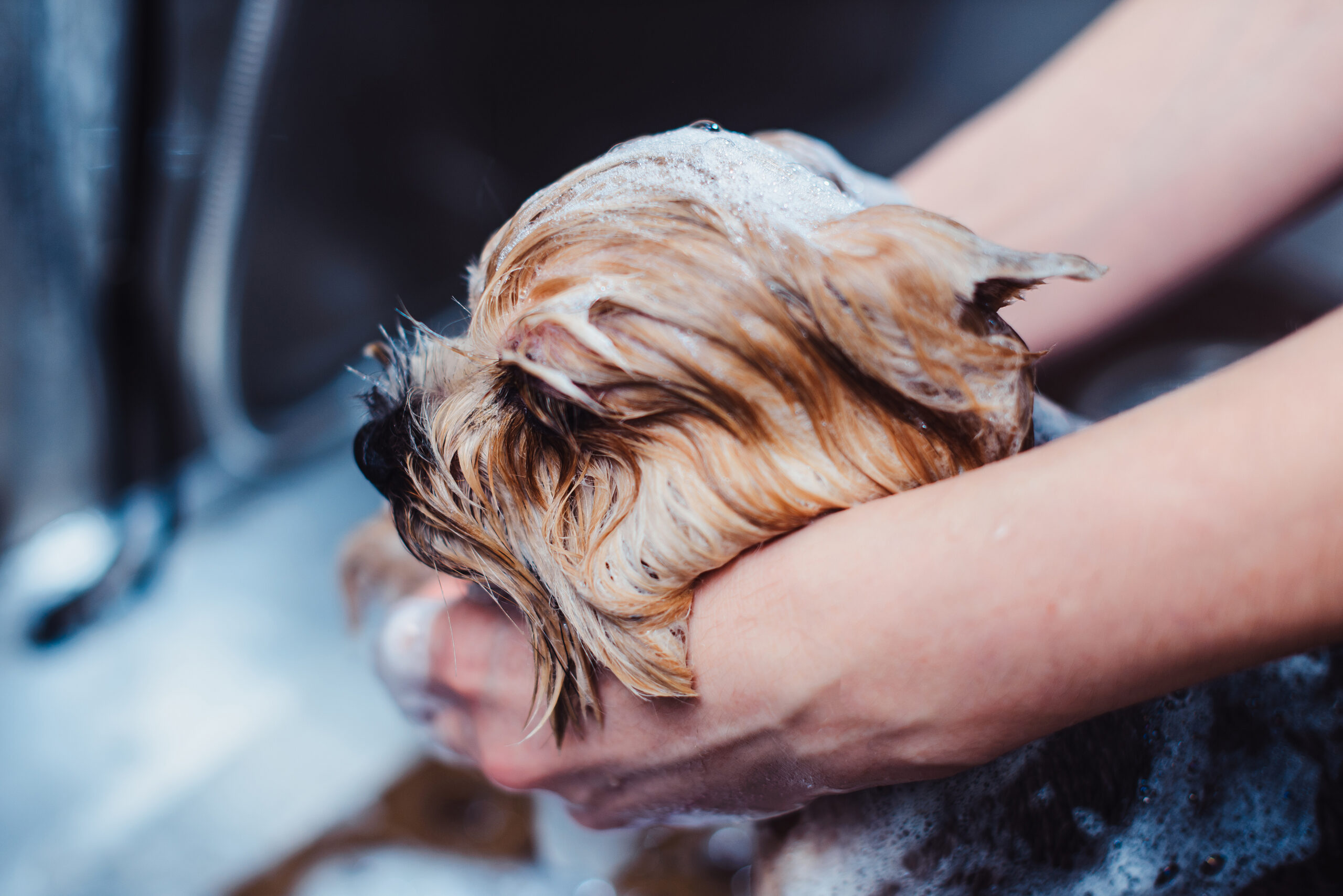 Portrait,Of,A,Wet,Dog.,Yorkshire,Terrier,In,The,Bathroom