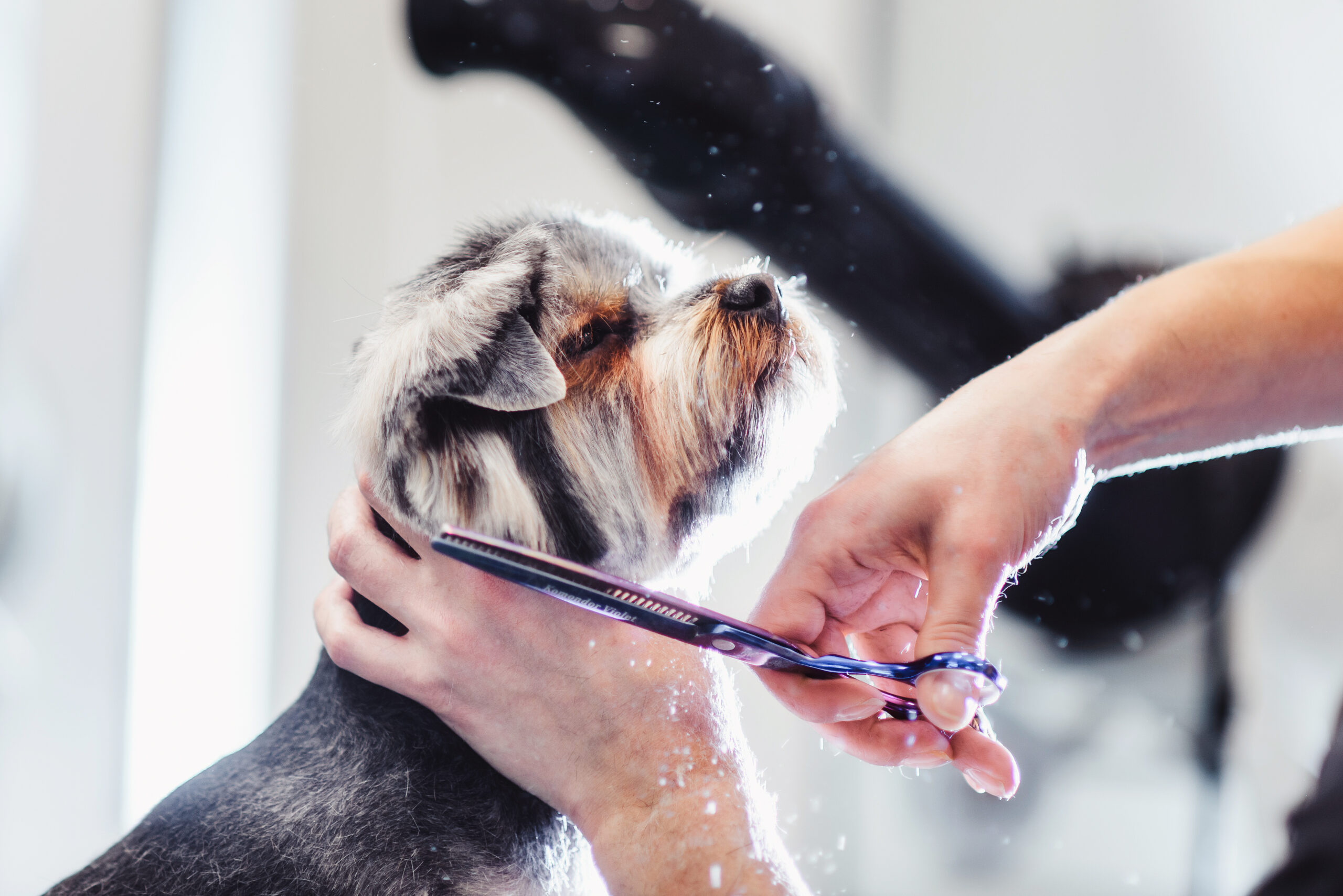 Female,Groomer,Haircut,Yorkshire,Terrier,On,The,Table,For,Grooming